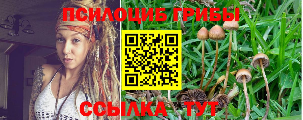 цена   Галлюциногенные грибы Cubensis  Вход с VPN  Янаул 